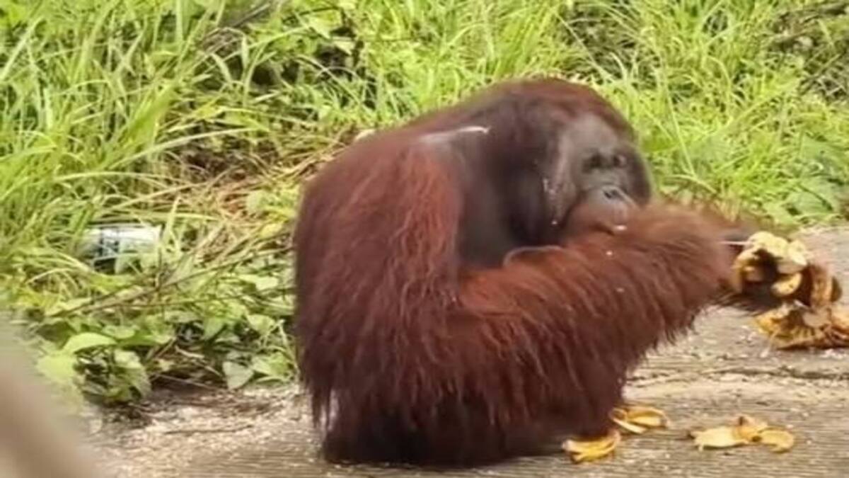 Geger! Orang Utan Liar Muncul di Jalan Poros Sangatta Rantau Pulung, Warga Diminta Waspada 52 images 2026 09 15T142221.835