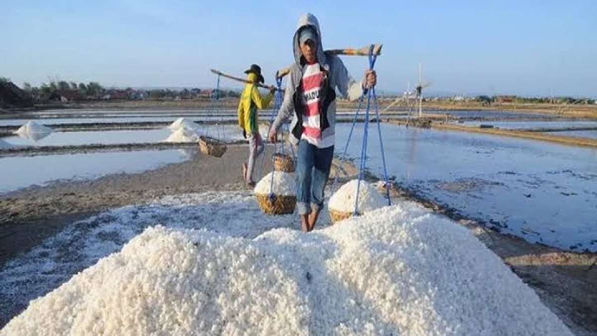 Mengejutkan! Impor Garam Indonesia Tembus 2,6 Juta Ton Akibat Produksi Lokal Rendah 52 Petani garam memikul keranjang berisi tumpukan garam di tambak