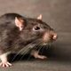 Tanaman Yang Bisa Mengundang Tikus Awas, 5 Bahaya Mengerikan Mengintai! 53 images 67