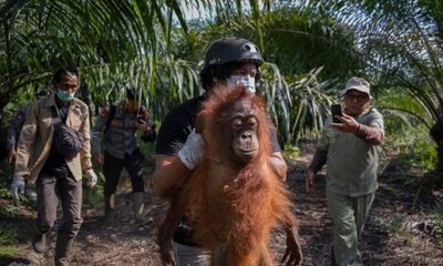 penyelamatan orang utan yang terdampak karhutla di ketapang 1788155844403 169
