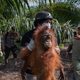 Langkah Darurat Penyelamatan Orang Utan BKSDA Kalbar Mencegah Dampak Karhutla Meluas 74 penyelamatan orang utan yang terdampak karhutla di ketapang 1788155844403 169
