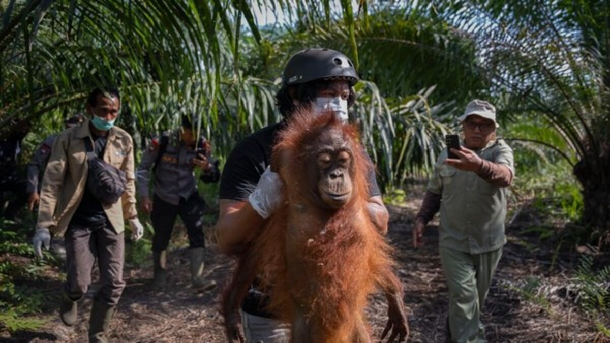 penyelamatan orang utan yang terdampak karhutla di ketapang 1788155844403 169
