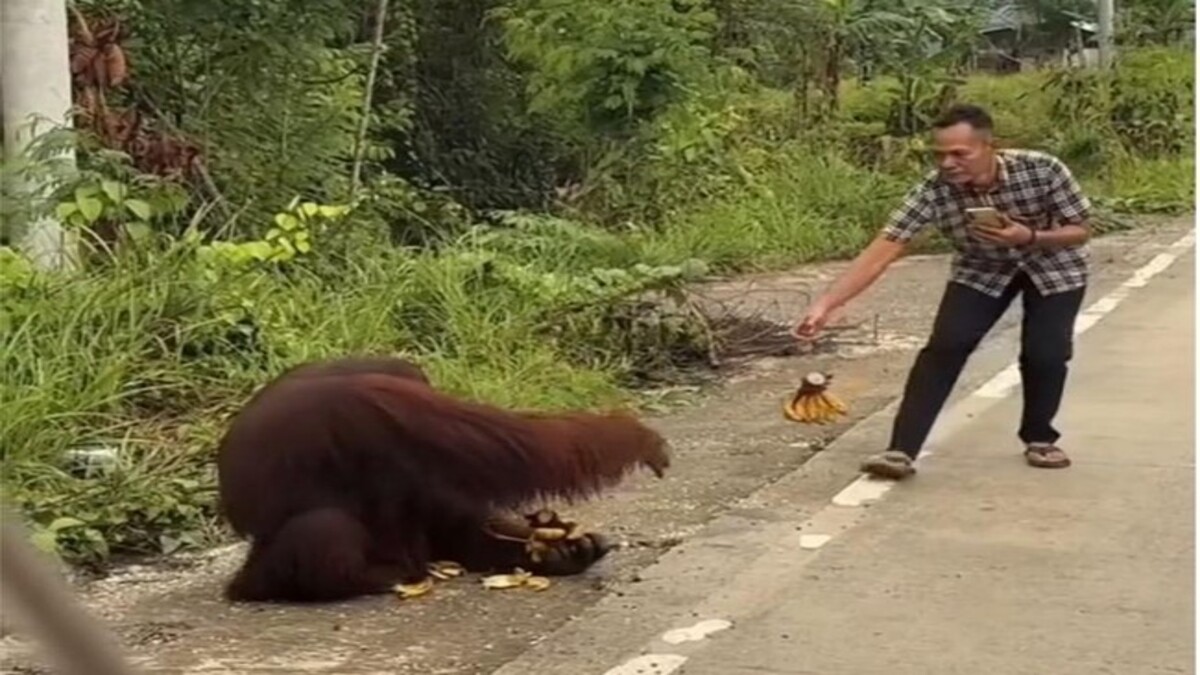 Geger! Orang Utan Liar Muncul di Jalan Poros Sangatta Rantau Pulung, Warga Diminta Waspada 53 tangkapan layar orang utan turun ke jalanan kutai timur dan diberi makan pengendara 1765717413547 43
